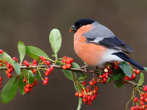 Dreaming of Spring: Bullfinches' Hopes and Desires for the Changing Seasons