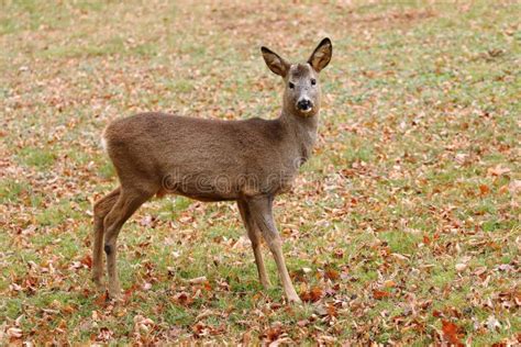 Dreaming of a Deer without Antlers: Messages from the Subconscious Mind