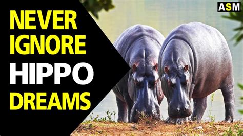 Dreaming of a Hippopotamus: An Overview of Dream Interpretation