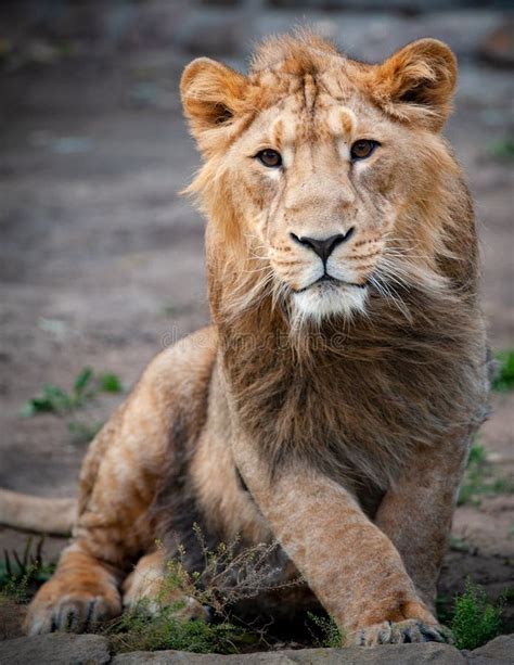 Dreaming of the Future: Lion Cubs' Manifestations of Aspirations and Goals