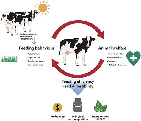 Dreams and Their Impact on Cattle Behavior and Well-being