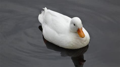 Ducks and Ducklings in Folklore and Mythology