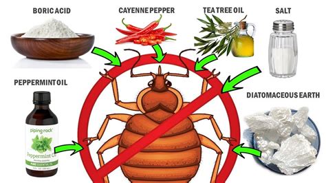 Eco-Friendly Solutions: Natural Ways to Eliminate Bedbugs