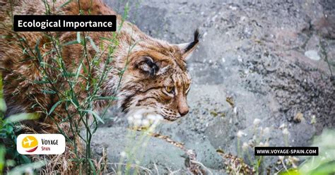 Ecological Significance: Thriving Lynx Population in the Area