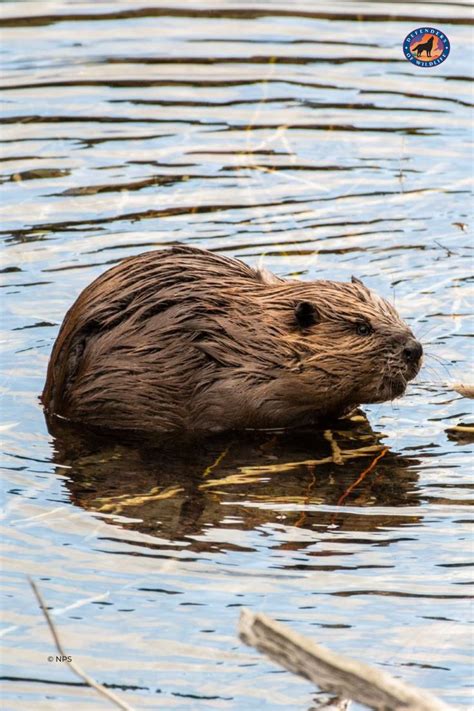 Ecosystem Impact: The Crucial Role of Beavers in Maintaining Waterways