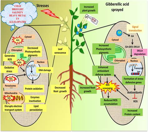 Effective Strategies to Overcome the Detrimental Effects of Dreaming about a Putrid Ovum