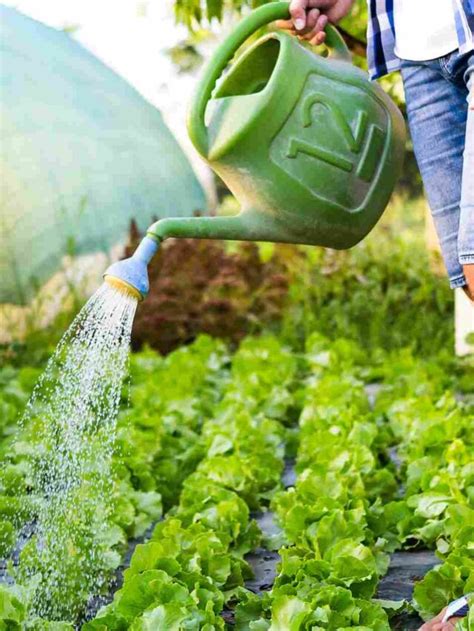 Effective Techniques for Proper Watering and Fertilization