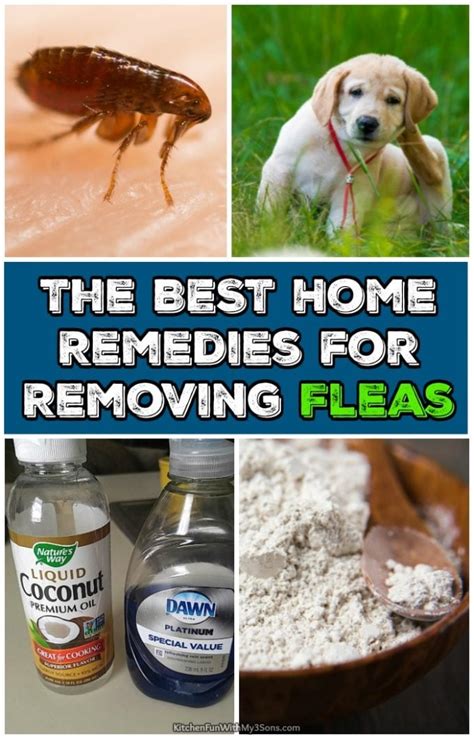 Effective and Safe Home Remedies for Eliminating Fleas