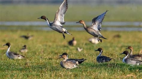 Efforts to Revive the Once Flourishing Ecosystem of the Wetland