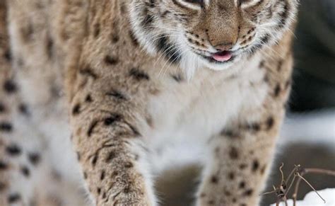 Elusive Creatures: Lynx Behavior and Habitat Revealed