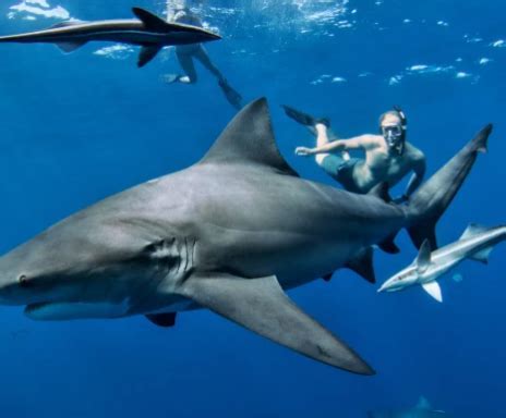 Embark on an Unforgettable Journey: Exploring the Wonders of Swimming alongside Majestic Sharks