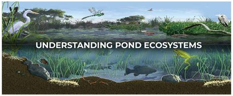 Embarking on a Transformation: A Journey towards Pristine Aquatic Ecosystems