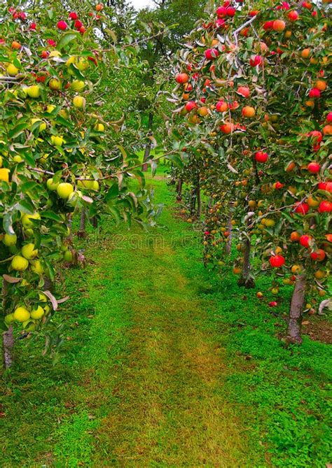 Embarking on the Journey: Discovering the Path of Apples, from Orchard to Table