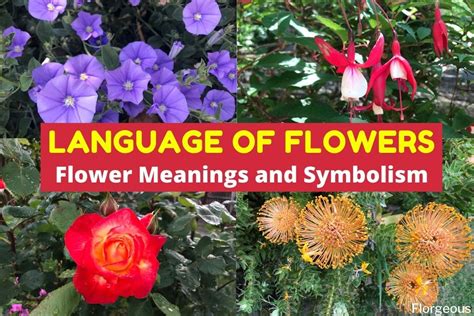 Emotional Expression in the Symbolic Language of Floral Gifts