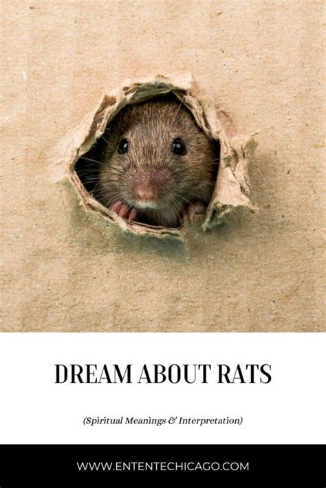 Empowering Solutions: Discovering Significance and Resolving Rat Dreams for Men