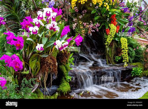 Enchanting Orchid Gardens: Paradise for Nature Enthusiasts