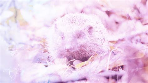 Enhancing Self-Understanding with the Hedgehog Dream Interpretation Guide