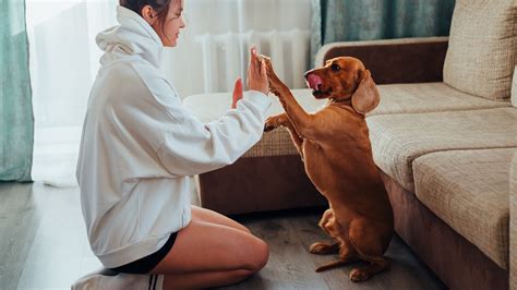 Enhancing the Connection with Your Furry Friend: the Role of a Dream Analyst