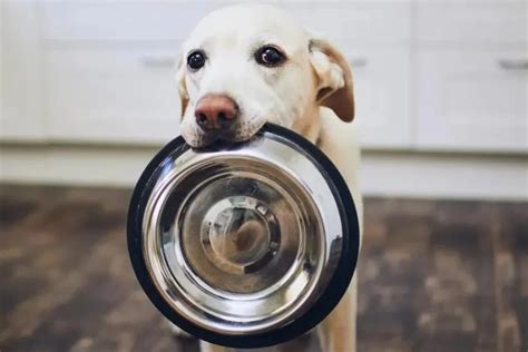 Ensuring Optimal Nutrition and Wellness for Your Canine Companion