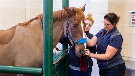 Ensuring Proper Care and Veterinary Services for Your Beloved Equines