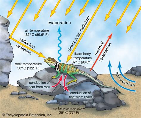 Environmental Factors: What Conditions Are Required for Aquatic Creatures to Successfully Adapt to Terrestrial Life?