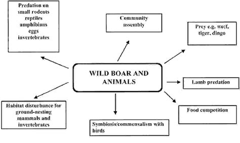 Environmental Impact: The Consequences of Wild Boar Overpopulation