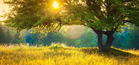 Escaping the Everyday: Finding Tranquility in the Meadow