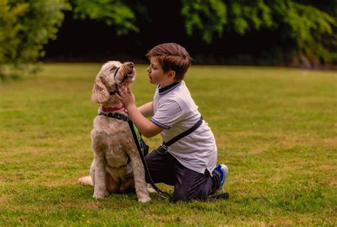 Essential Care Tips for a Young Canine Companion