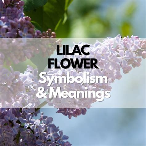 Evolution of Lilac Symbolism through History