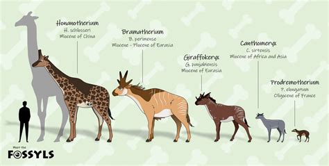 Evolutionary Marvel: Unraveling the Origins of Giraffes