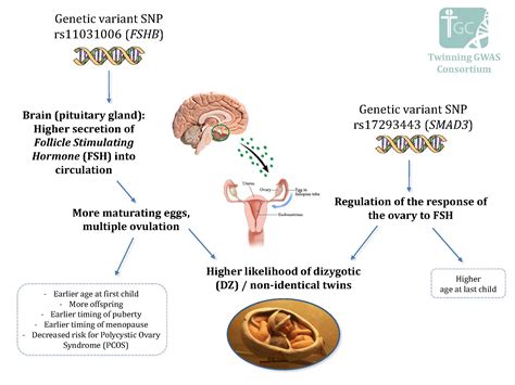 Evolutionary Theory: Significance of Graying Hair as a Marker of Maturation and Reproductive Fitness