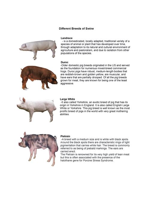 Examining the Cultural Significance of Portly Swine in Various Societies