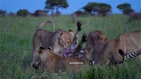 Examining the Hunting Strategies of Lions in Different Terrains