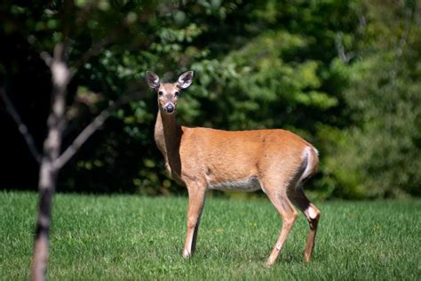 Examining the Potential Role of the Dreamer in the Deer's Antlerless State