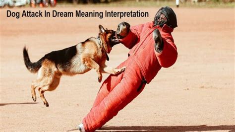 Examining the Psychological Significance of Dreaming about a Canine Attack