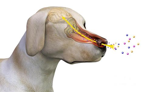 Examining the role of olfaction in dogs' daydreams and recollections