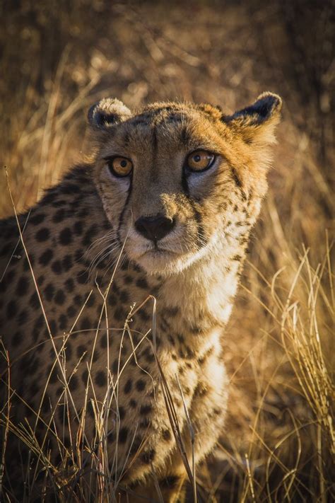 Expanding Territory: A Cheetah's Fantasy of Discovering New Land