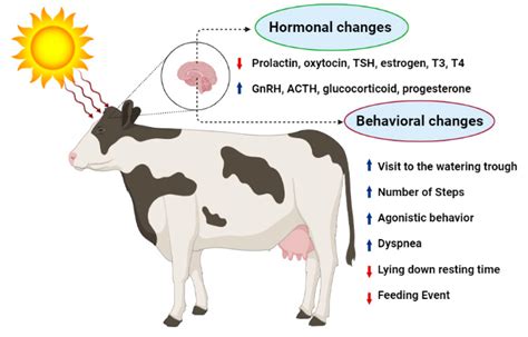 Experts analyze the peculiar behavior of the bovine creature