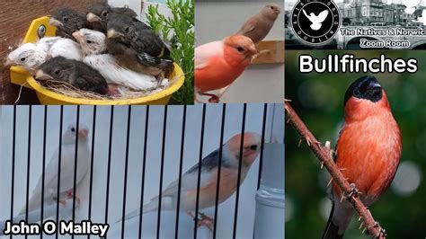 Exploring Bullfinches' Behavioral Patterns: Unveiling their Journey from Seeds to Skies