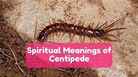 Exploring Common Triggers for Terrifying Centipede Nightmares in Dreaming