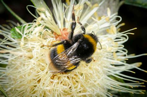 Exploring Cultural and Historical Associations with Bees and Bumblebees