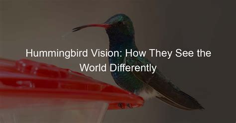 Exploring Cultural and Mythological References Linked to a Comical Hummingbird Vision