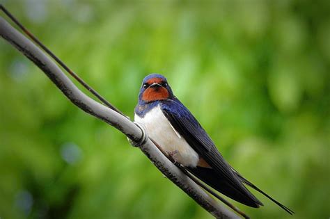 Exploring Different Interpretations of Dreaming about an Enormous Swallow