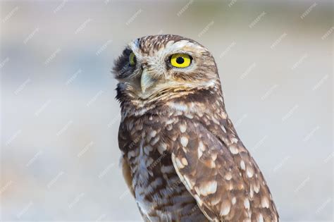 Exploring Diverse Landscapes: A young raptor's imaginative journey across continents