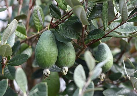 Exploring Feijoa Season: Discovering the Perfect Time and Locations to Indulge in this Tropical Delight