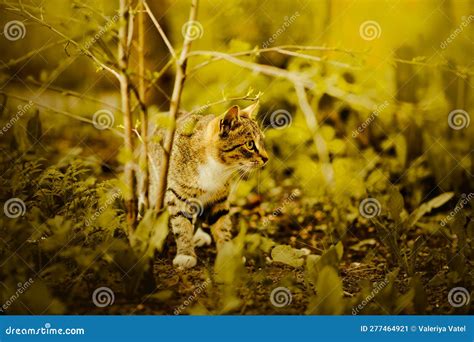 Exploring New Horizons: The Fascinating Wanderings of a Fiery-Hued Feline