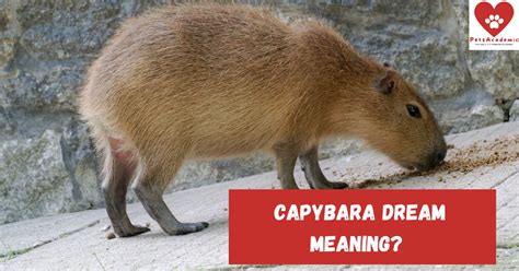 Exploring Personal Associations with Capybaras in the Interpretation of Dreams