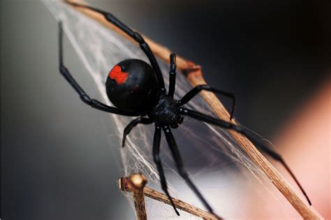 Exploring Potential Psychological Significance Behind Dreams Featuring Black Widow Spiders