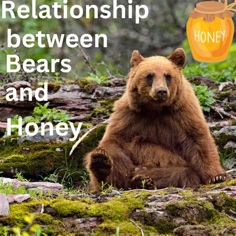 Exploring Potential Relationships between Bear Dream Experiences and Real-Life Situations