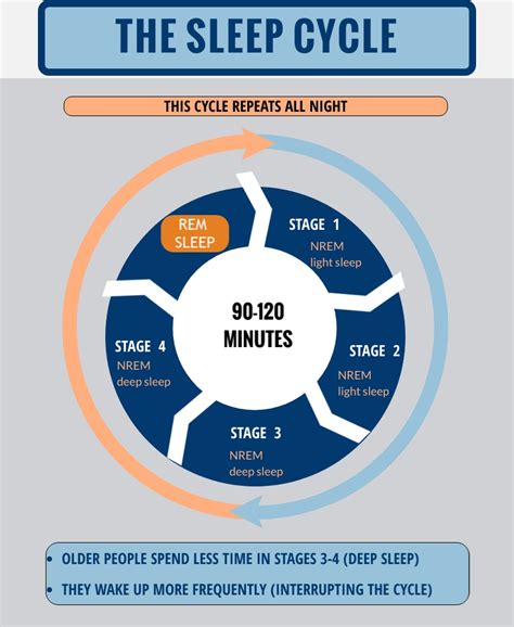 Exploring Recurrent Dream Patterns in the Sleep Cycle of Miller's Feline Companion